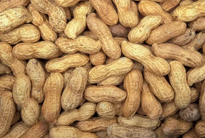Framed Print : North America, USA, WA, Redmond peanuts in shell detail Framed Print : North America, USA, WA, Redmond peanuts in shell detail
