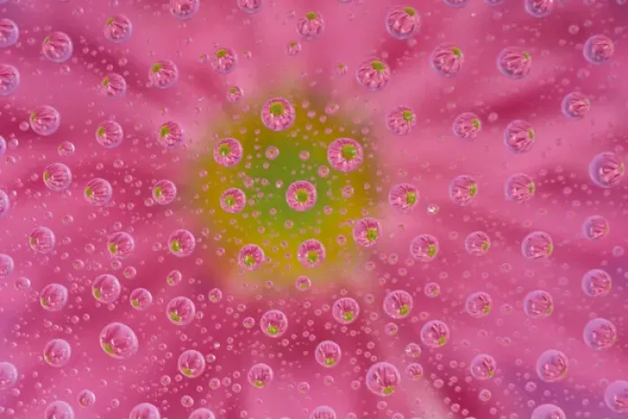Framed Print : North America, USA, WA, Redmond Pink Mum with water drops Framed Print : North America, USA, WA, Redmond Pink Mum with water drops