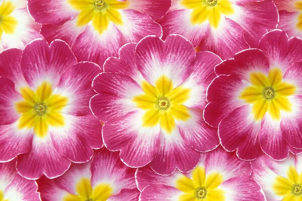 North America, USA, WA, Redmond primroses pattern