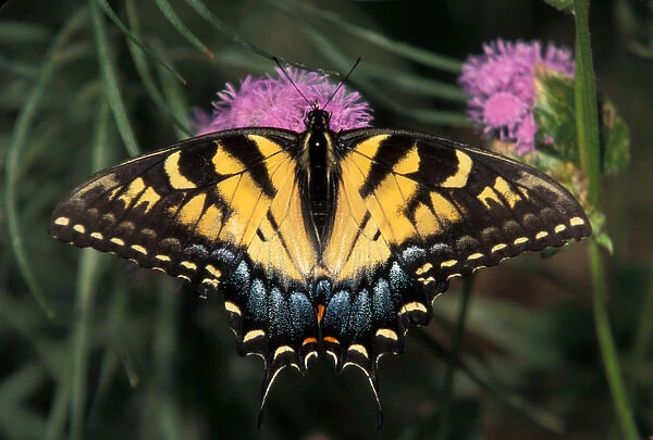 North America, USA, WA, Seattle, Woodland Park Zoo East Tiger Swallowtail feeding