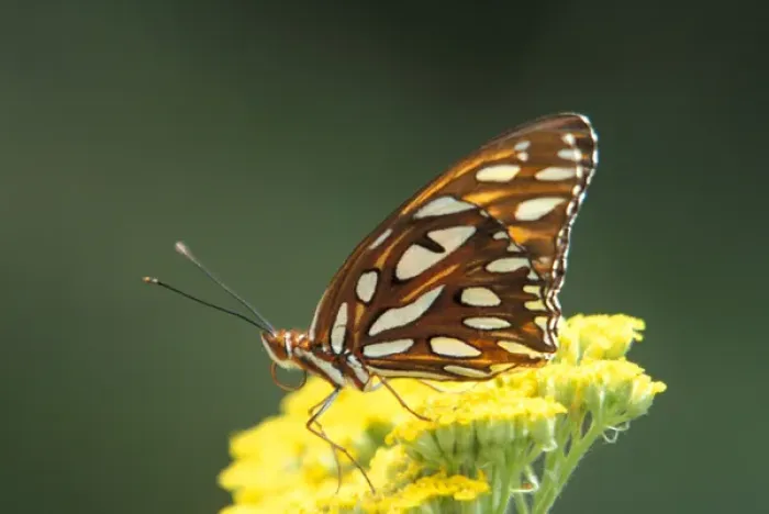 Framed Print : North America, USA, WA, Seattle, Woodland Park Zoo Gulf Fritillary resting on Yarrow flower Framed Print : North America, USA, WA, Seattle, Woodland Park Zoo Gulf Fritillary resting on Yarrow flower