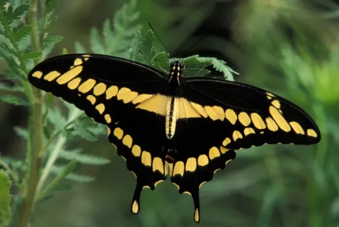 Framed Print : North America, USA, WA, Seattle, Woodland Park Zoo Giant Swallowtail resting Framed Print : North America, USA, WA, Seattle, Woodland Park Zoo Giant Swallowtail resting