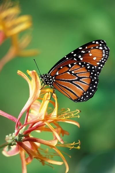 North America, USA, WA, Seattle, Woodland Park Zoo, Queen Monarch resting on Spiderflower