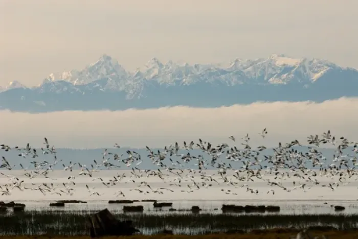 Framed Print : North America, USA, WA, Skagit River Delta. Snow Geese (Chen caerulescens) take