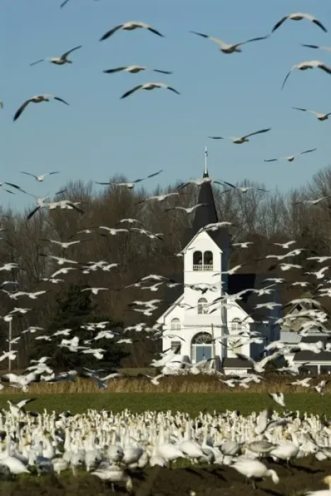 Framed Print : North America, USA, WA, Skagit Valley. Masses of Snow Geese (Chen caerulescens) in