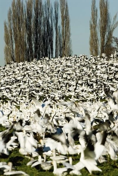 North America, USA, WA, Skagit Valley. Masses of Snow Geese (Chen caerulescens) in