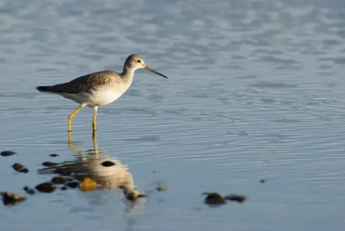 Framed Print : North America, USA, WA, Whidbey Island. Greater Yellowlegs (Tringa melanoleuca) adult non breeding Framed Print : North America, USA, WA, Whidbey Island. Greater Yellowlegs (Tringa melanoleuca) adult non breeding
