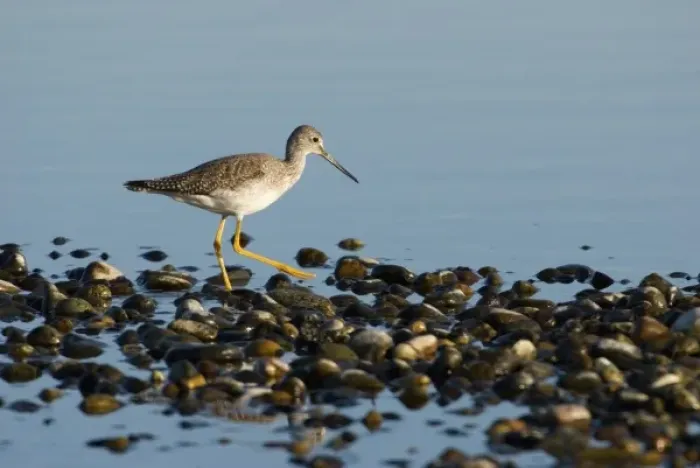 Framed Print : North America, USA, WA, Whidbey Island. Greater Yellowlegs (Tringa melanoleuca) adult non breeding Framed Print : North America, USA, WA, Whidbey Island. Greater Yellowlegs (Tringa melanoleuca) adult non breeding