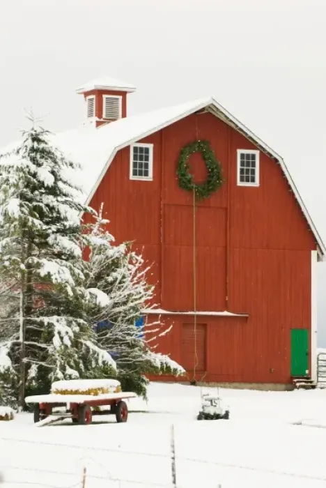 Framed Print : North America, USA, WA, Whidbey Island. Festive red barn in fresh snow Framed Print : North America, USA, WA, Whidbey Island. Festive red barn in fresh snow