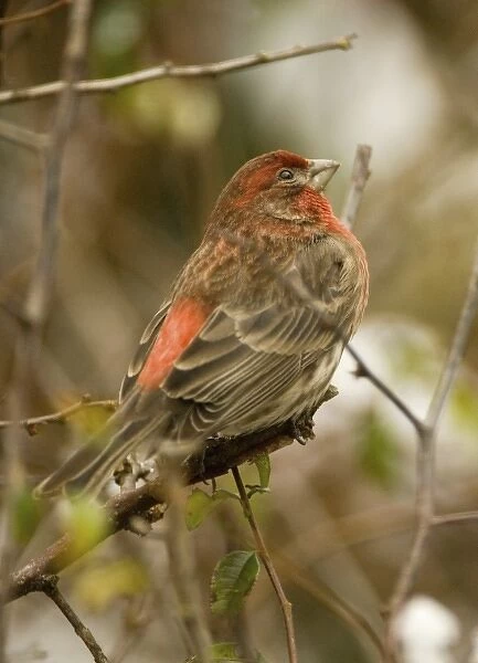 North America, USA, WA, Whidbey Island, Coupeville. House Finch (Carpodacus mexicanus)