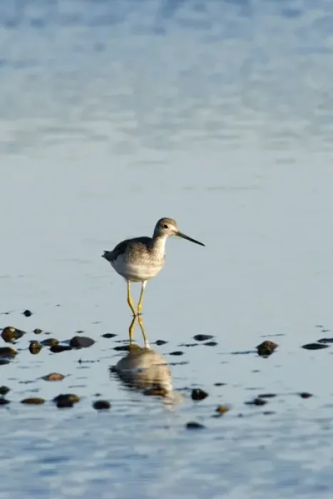 Framed Print : North America, USA, WA, Whidbey Island. Greater Yellowlegs (Tringa melanoleuca) adult non breeding Framed Print : North America, USA, WA, Whidbey Island. Greater Yellowlegs (Tringa melanoleuca) adult non breeding