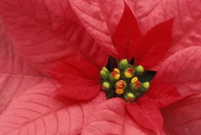 Framed Print : North America, USA, WA, Woodinville, Red Poinsettia detail Framed Print : North America, USA, WA, Woodinville, Red Poinsettia detail