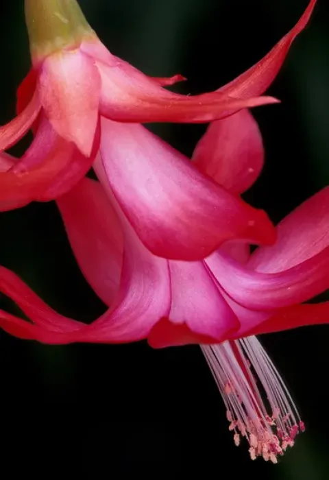 Framed Print : North America, USA, WA, Woodinville Christmas cactus flower detail