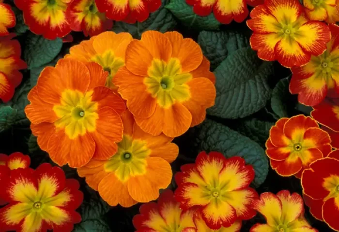 Framed Print : North America, USA, WA, Woodinville Orange Primroses pattern