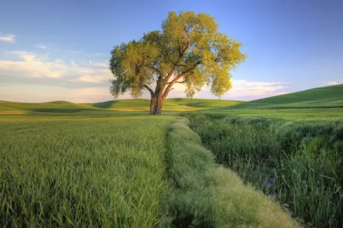 Framed Print : North America, USA, Washington. Lone tree in a wheat field in the Palouse region Framed Print : North America, USA, Washington. Lone tree in a wheat field in the Palouse region