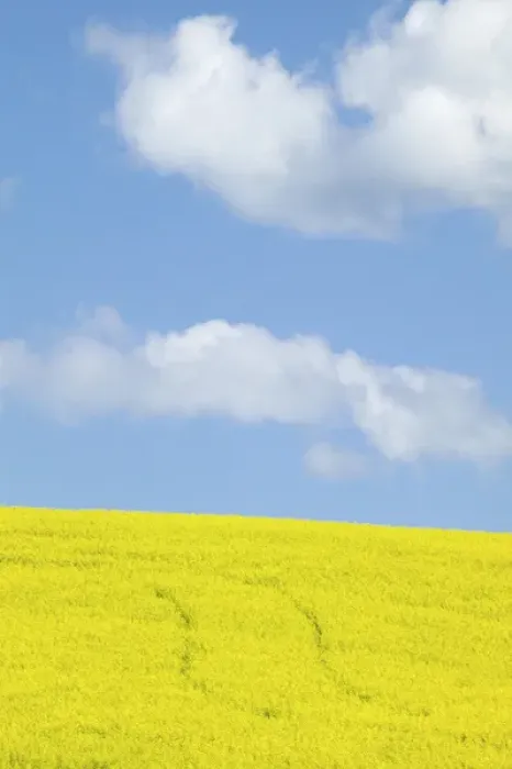 Framed Print : North America, USA, Washington, Palouse Country, Tracks leading through Blooming Canola Framed Print : North America, USA, Washington, Palouse Country, Tracks leading through Blooming Canola