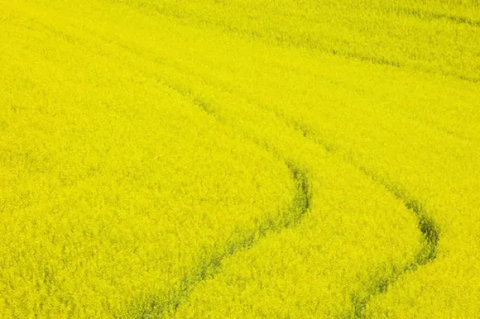 Framed Print : North America, USA, Washington, Palouse Country, Tracks leading through Blooming Canola Framed Print : North America, USA, Washington, Palouse Country, Tracks leading through Blooming Canola