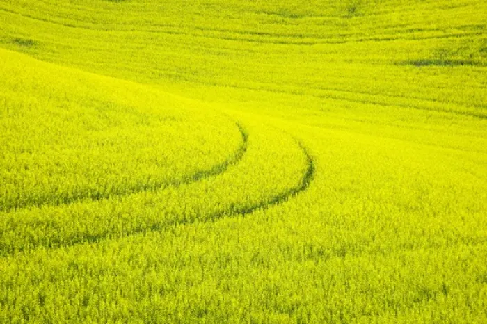 Framed Print : North America, USA, Washington, Palouse Country, Tracks leading through Blooming Canola