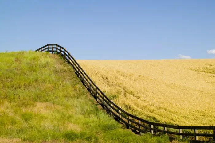 Framed Print : North America, USA, Washington, Palouse Country, Fenceline Rolling over Hillside with Gold Framed Print : North America, USA, Washington, Palouse Country, Fenceline Rolling over Hillside with Gold