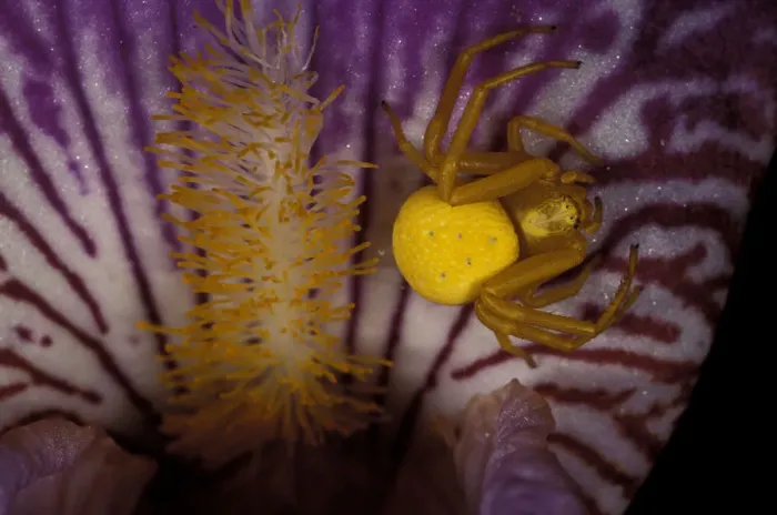 Framed Print : North America, USA, Washington, Olympic Penninsula. Yellow crab spider