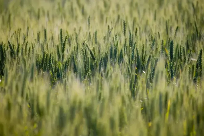 Framed Print : North America, USA, Washington, Palouse Country, Selective Focus of Spring Green Wheat Framed Print : North America, USA, Washington, Palouse Country, Selective Focus of Spring Green Wheat