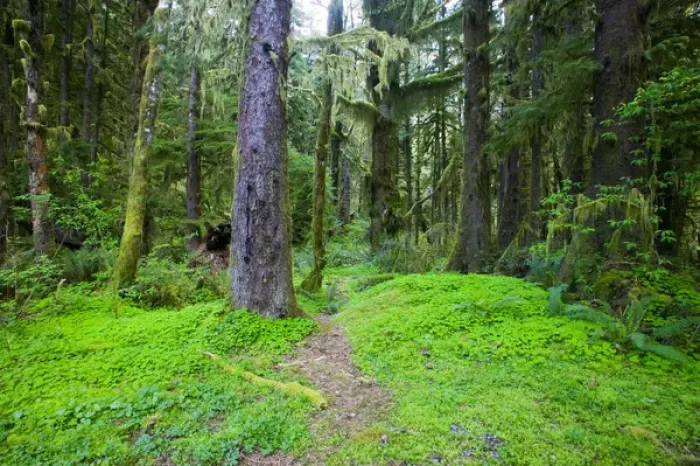 Framed Print : North America, USA, Washington, Olympic National Park, Shamrock Lined Hiking Trail in Framed Print : North America, USA, Washington, Olympic National Park, Shamrock Lined Hiking Trail in