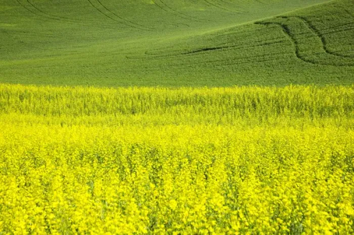 Framed Print : North America, USA, Washington, Palouse Country, Tracks leading through Blooming Canola