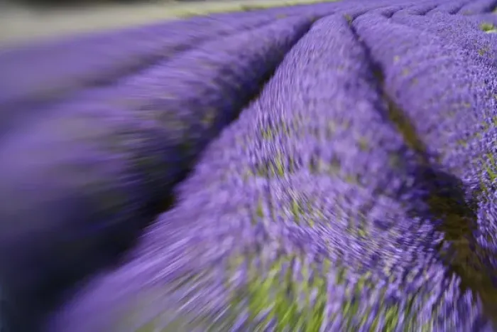 Framed Print : North America, USA, Washington, Sequim Rows of Lavender, Selective Focus Framed Print : North America, USA, Washington, Sequim Rows of Lavender, Selective Focus