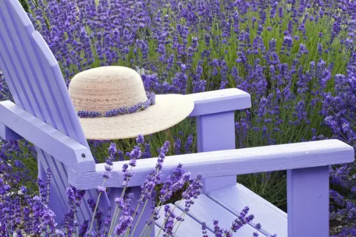 Framed Print : North America, USA, Washington, Sequim Lavender and Benches Framed Print : North America, USA, Washington, Sequim Lavender and Benches