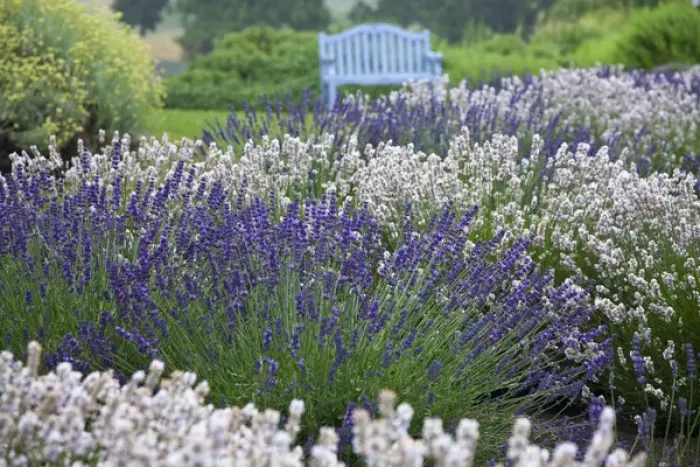 Framed Print : North America, USA, Washington, Sequim Lavender and Benches Framed Print : North America, USA, Washington, Sequim Lavender and Benches