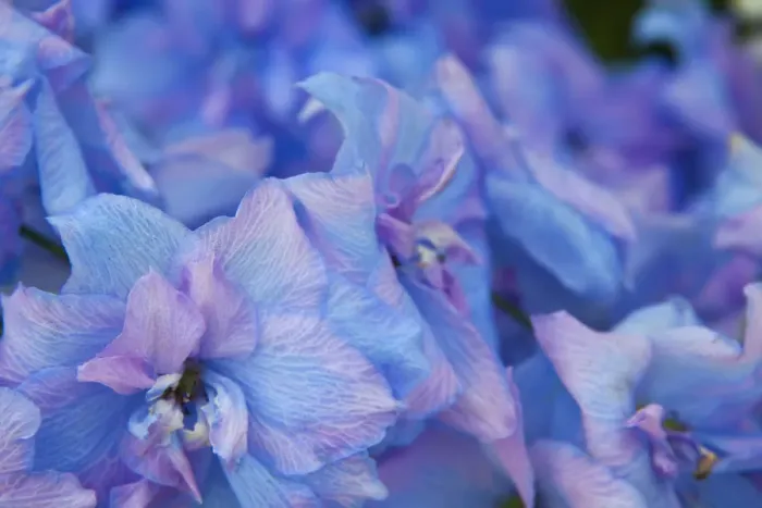 Framed Print : North America, USA, Washington, Sequim, Hydrangea Blooms Framed Print : North America, USA, Washington, Sequim, Hydrangea Blooms