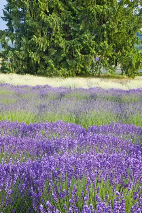Framed Print : North America, USA, Washington, Sequim, Rows of Lavender Framed Print : North America, USA, Washington, Sequim, Rows of Lavender