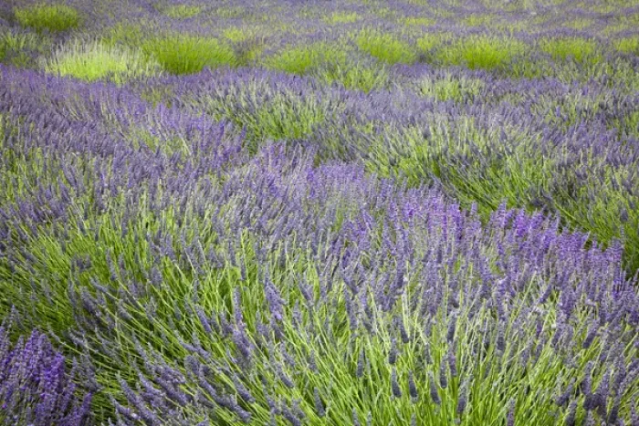 Framed Print : North America, USA, Washington, Sequim, Rows of Lavender Framed Print : North America, USA, Washington, Sequim, Rows of Lavender
