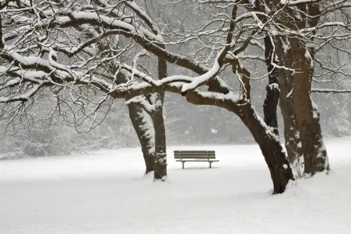 Framed Print : North America, USA, Washington, Seattle, Snow Covered Trees and Bench Framed Print : North America, USA, Washington, Seattle, Snow Covered Trees and Bench