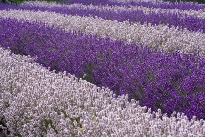 Framed Print : North America, USA, Washington, Sequim, Sequim Lavender