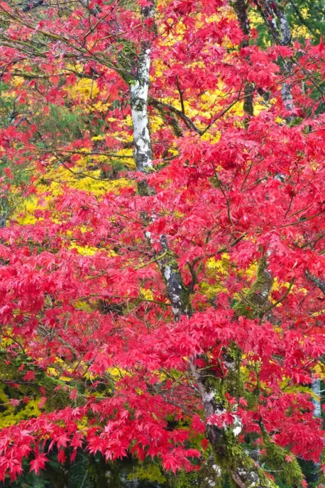 Framed Print : North America, USA, Washington, Newhalem, Autumn Color of the Vine Maples Framed Print : North America, USA, Washington, Newhalem, Autumn Color of the Vine Maples