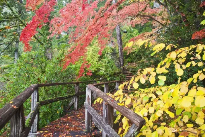 Framed Print : North America, USA, Washington, Newhalem, Autumn Color of the Vine Maples Framed Print : North America, USA, Washington, Newhalem, Autumn Color of the Vine Maples