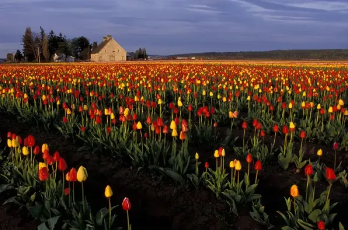 Framed Print : North America, USA, Washington, Skagit Valley, LaConner. Tulip field Framed Print : North America, USA, Washington, Skagit Valley, LaConner. Tulip field