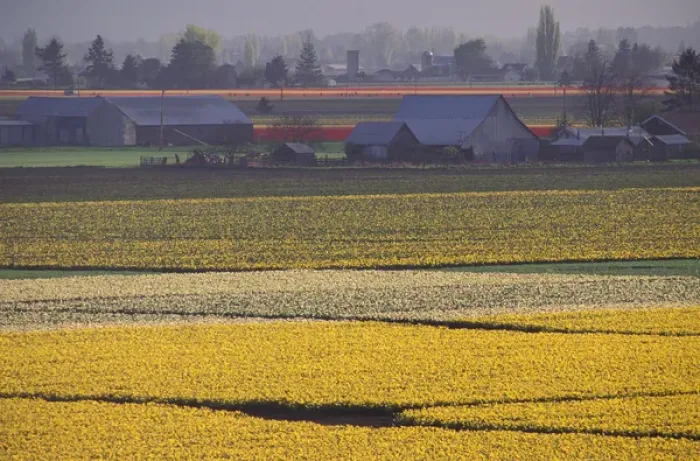 Framed Print : North America, USA, Washington, Skagit Valley, Conway. Daffodil Fields Framed Print : North America, USA, Washington, Skagit Valley, Conway. Daffodil Fields