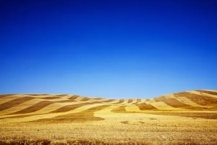Framed Print : North America, USA, Washington, Palouse Country, Fields of Golden Harvest Wheat Framed Print : North America, USA, Washington, Palouse Country, Fields of Golden Harvest Wheat