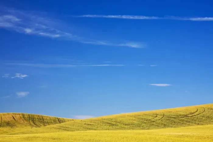 Framed Print : North America, USA, Washington, Palouse Country, Fields of Golden Harvest Wheat Framed Print : North America, USA, Washington, Palouse Country, Fields of Golden Harvest Wheat