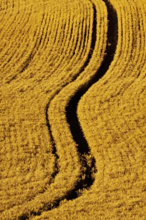 Framed Print : North America, USA, Washington, Palouse Country, Fields of Golden Harvest Wheat Framed Print : North America, USA, Washington, Palouse Country, Fields of Golden Harvest Wheat
