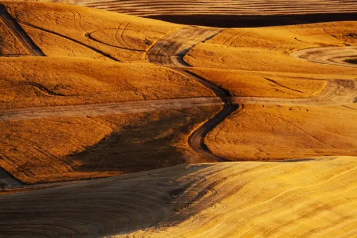 Framed Print : North America, USA, Washington, Palouse Country, Fields of Golden Harvest Wheat