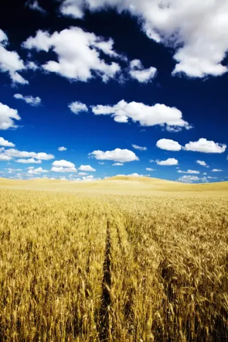 Framed Print : North America, USA, Washington, Palouse Country, Fields of Golden Harvest Wheat Framed Print : North America, USA, Washington, Palouse Country, Fields of Golden Harvest Wheat