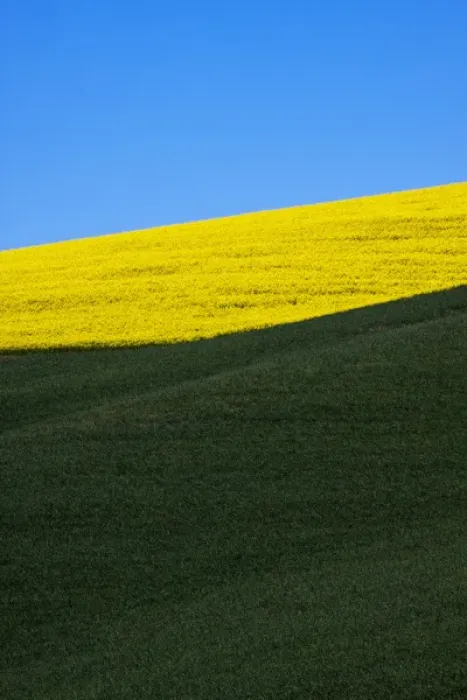 Framed Print : North America, USA, Washington, Palouse Country, Rolling Hills of Canola and Wheat Framed Print : North America, USA, Washington, Palouse Country, Rolling Hills of Canola and Wheat