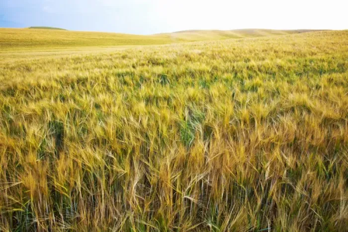 Framed Print : North America, USA, Washington, Palouse Country, Fields of Golden Harvest Barley Framed Print : North America, USA, Washington, Palouse Country, Fields of Golden Harvest Barley