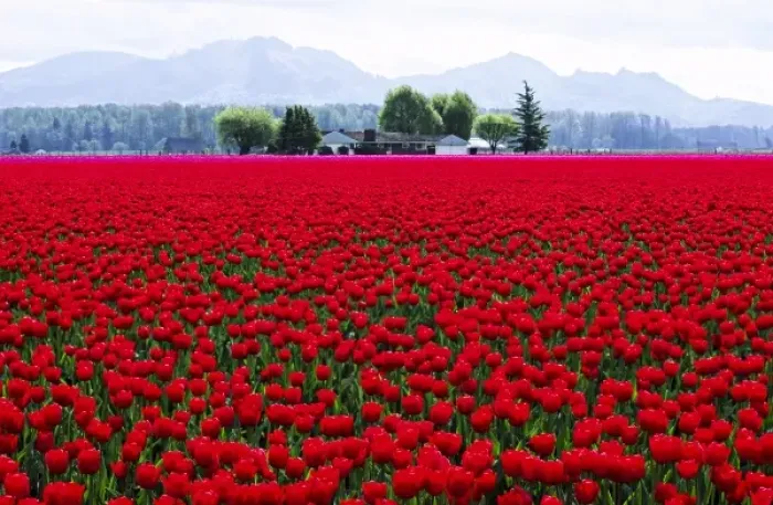 Framed Print : North America, USA, Washington, Skagit Valley. A filed of red tulips with the hills of Mt Framed Print : North America, USA, Washington, Skagit Valley. A filed of red tulips with the hills of Mt