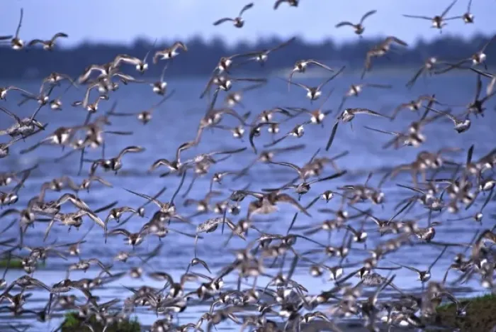 Framed Print : North America, USA, Washington, Skagit Flats. Western Sandpipers (Calidris or Erolia mauri)