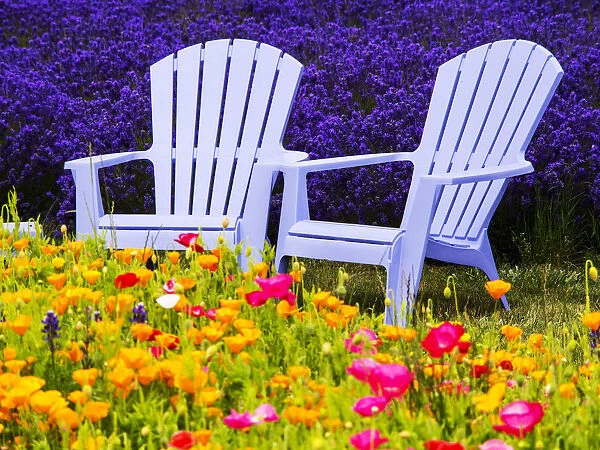 North America; USA; Washington; Adirondack chairs In Field of Lavendar and Poppies