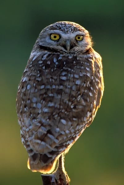 North America; USA; Washington, Burrowing Owl